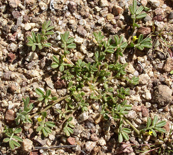  Acmispon strigosus (Nuttall) Brouillet